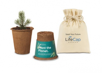 Modern Sprout One For One Tree Kits - Spruce