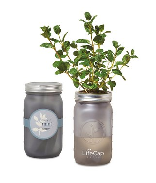 Modern Sprout Indoor Herb Garden Kit - Ice Blue
